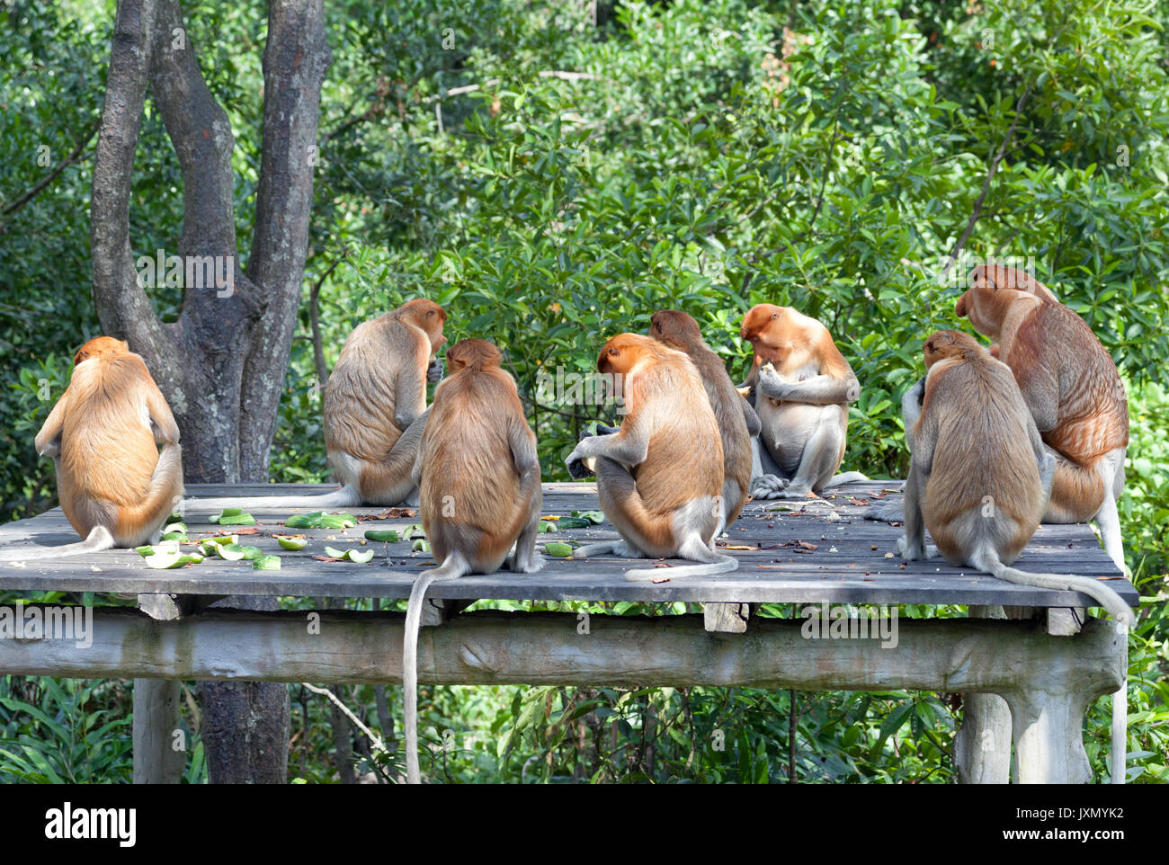 Les singes Proboscis assis sur plate-forme en bois à Labuk Bay Sanctuary, Sabah, Malaisie Banque D'Images