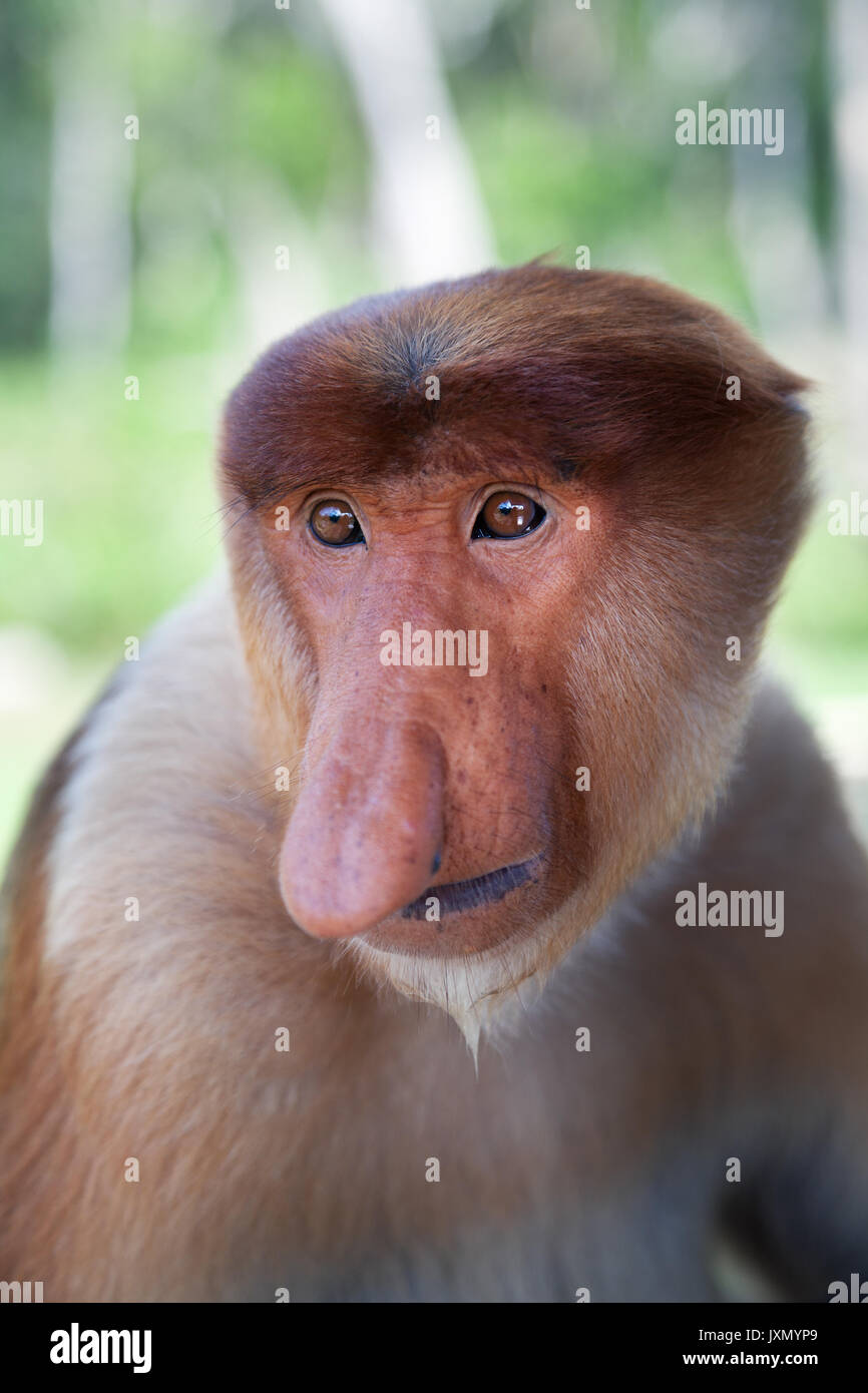 Proboscis Monkey look intense, Bornéo Banque D'Images