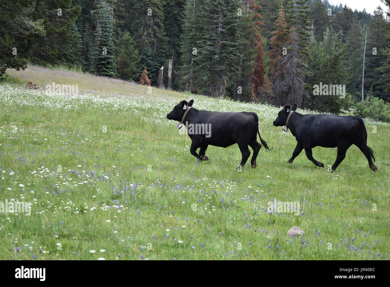 Le pâturage des vaches et de l'itinérance dans les montagnes de la Sierra Nevada Banque D'Images