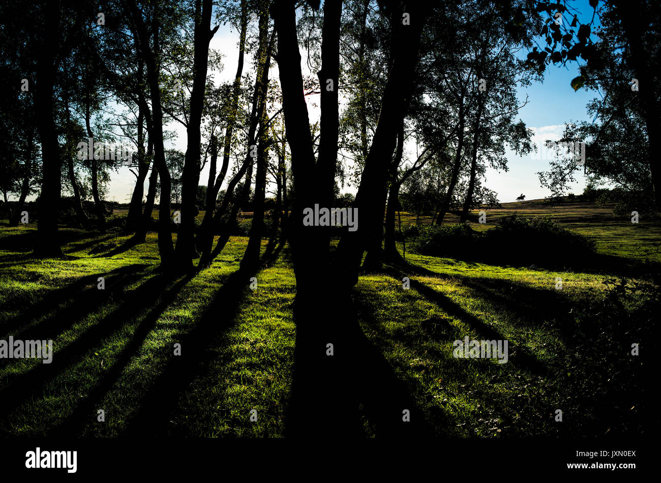 Photo de paysage avec le soleil derrière les arbres provoquant des ombres mouvantes à la cheval solitaire rider dans la distance Banque D'Images