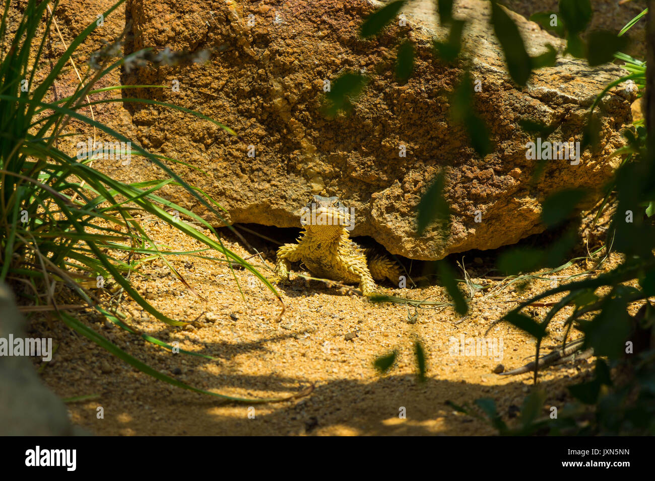 Sungazer peeking out from sous une roche dans le soleil Banque D'Images