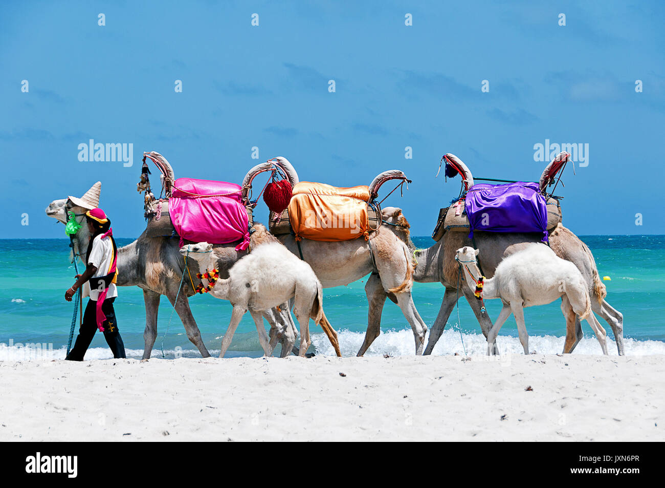 Tunisie. (Tunisie du Sud) île de Djerba. Plage de Sidi Mehrez. Les chameaux sont utilisés pour les excursions Banque D'Images