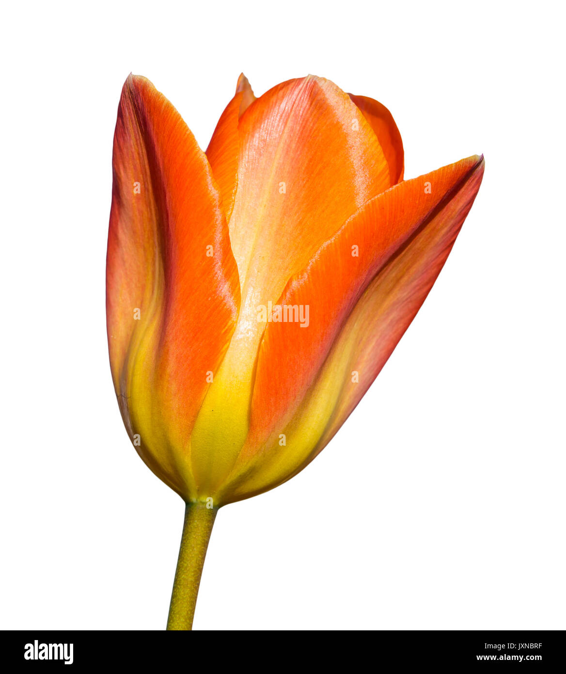 Tulip (Tulipa) découpe. Orange et jaune printemps tulipe macro sur un fond blanc, pur, en mode portrait. Banque D'Images