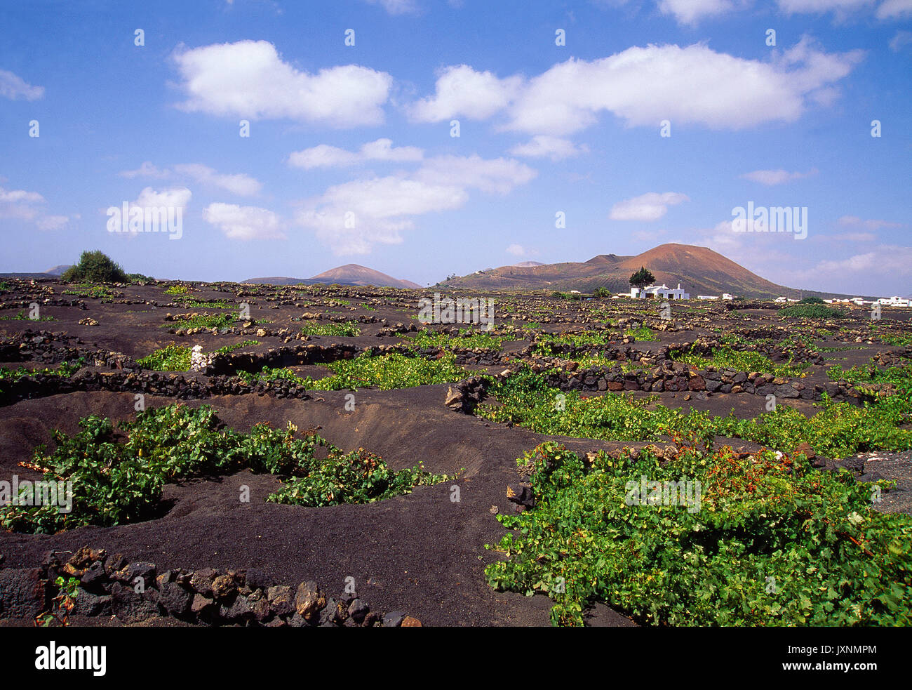 Vignoble. La Geria, Lanzarote, îles Canaries, Espagne. Banque D'Images