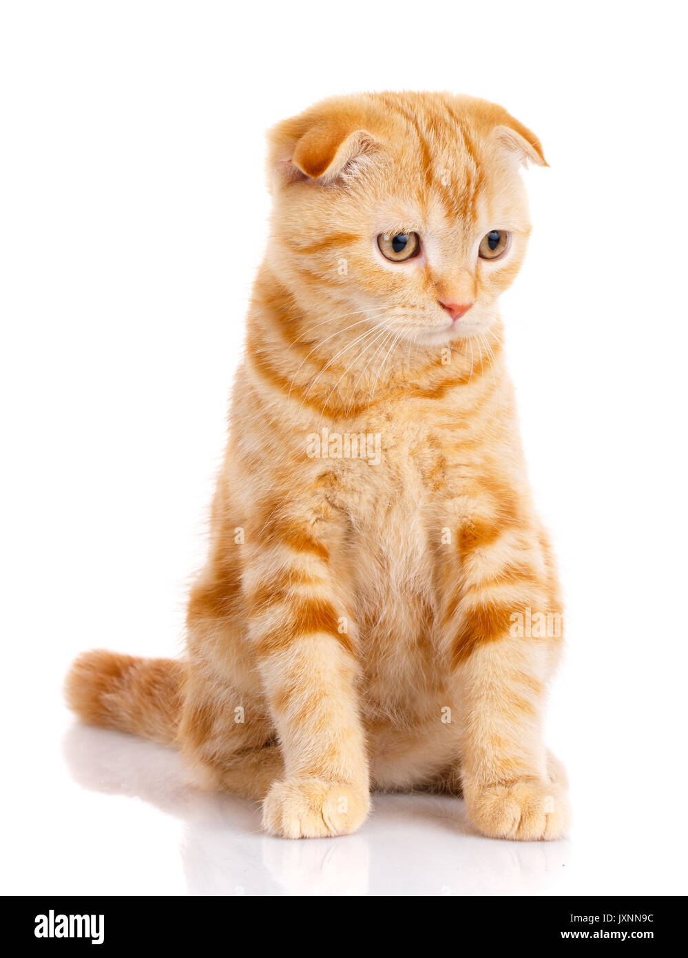 Beau Chat Chat Chat De Race Fluffy Cat Fier Chat Chaton Roux Portrait De Chat Ecossais Se Trouve Sur Un Fond Blanc Photo Stock Alamy