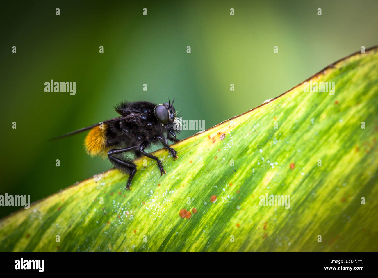 Grande abeille buble reposant sur une des feuilles de gingembre avec un fond vert Banque D'Images