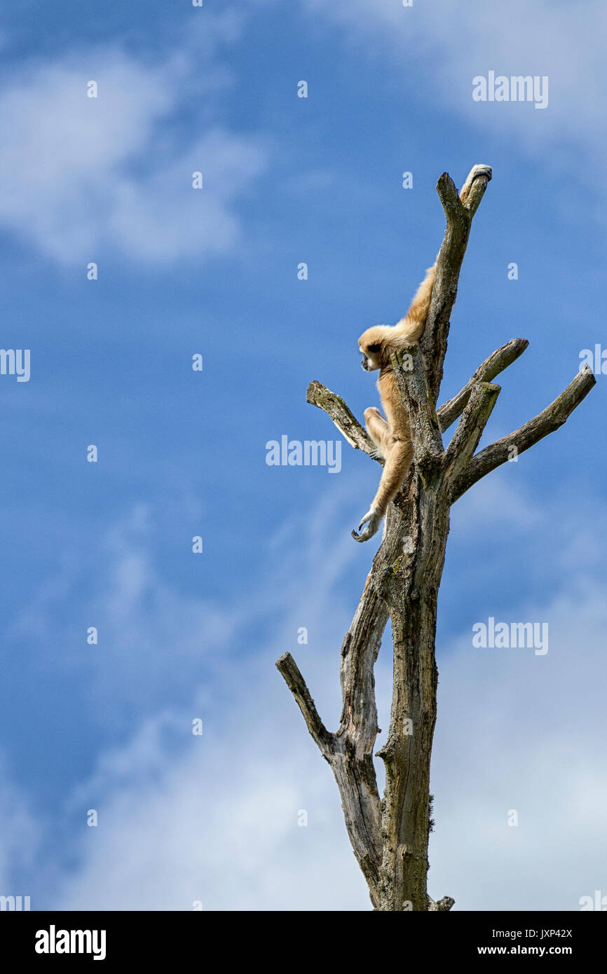 Le lar gibbon (Hylobates lar) aka le blanc-remis gibbon, est une espèce d'oiseaux de la famille gibbon Hylobatidae, communiqué de modèle : N° des biens : Non. Banque D'Images
