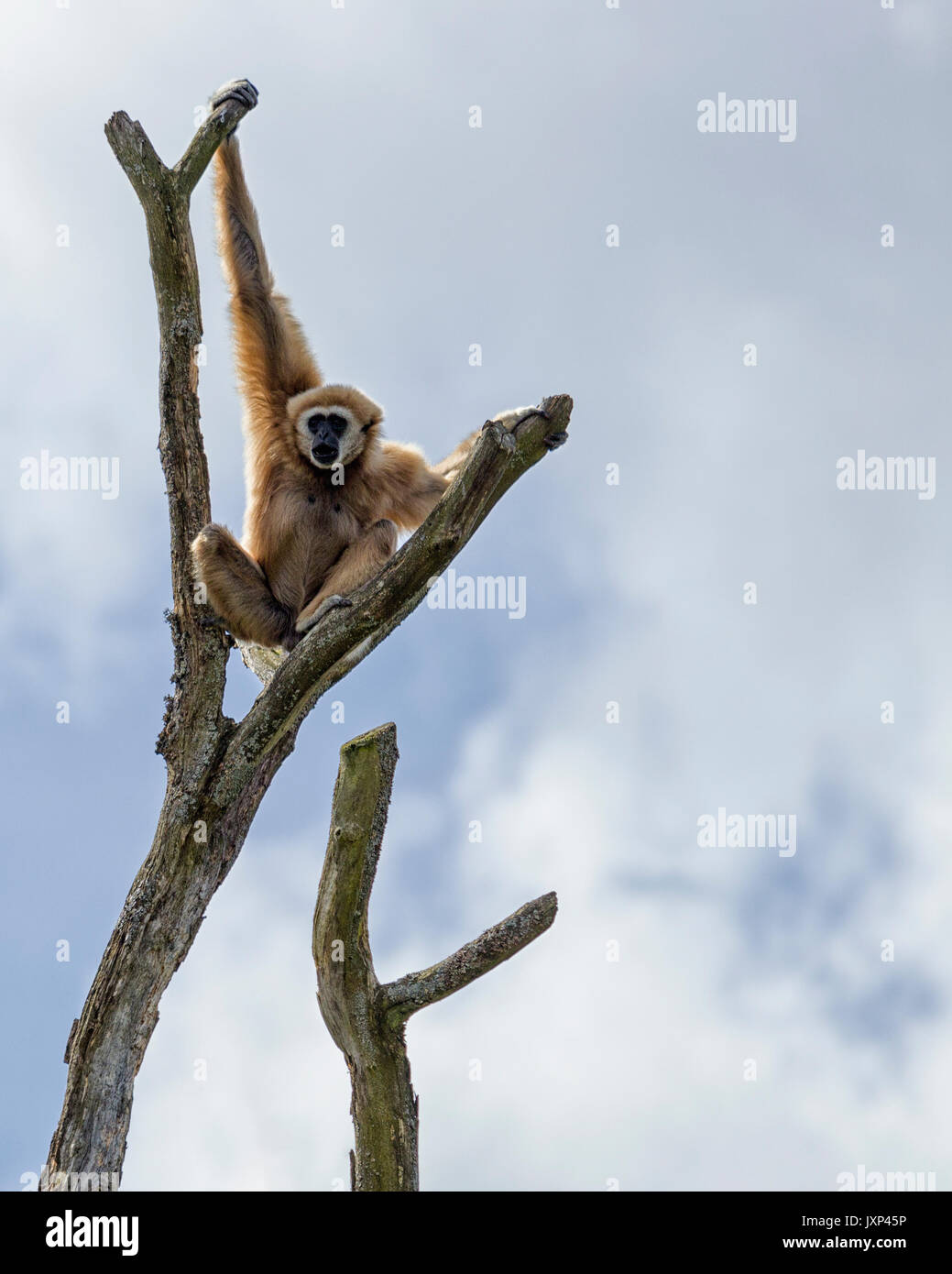 Le lar gibbon (Hylobates lar) aka le blanc-remis gibbon, est une espèce d'oiseaux de la famille gibbon Hylobatidae, communiqué de modèle : N° des biens : Non. Banque D'Images