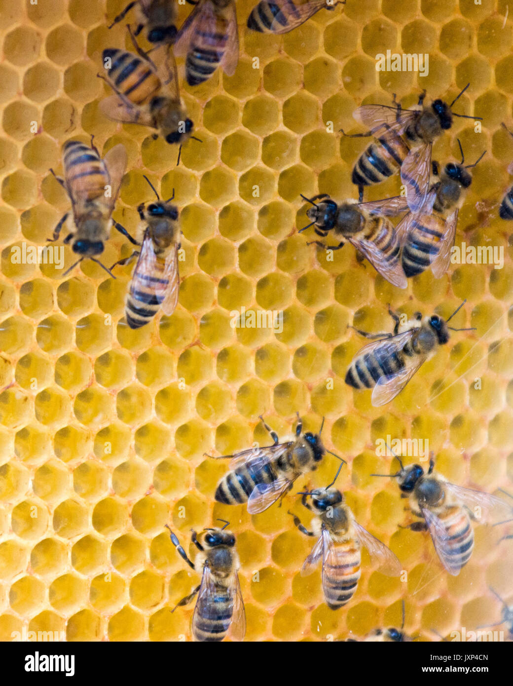 Aka'abeille à miel de l'abeille européenne (Apis mellifera) Communiqué de modèle : N° des biens : Non. Banque D'Images