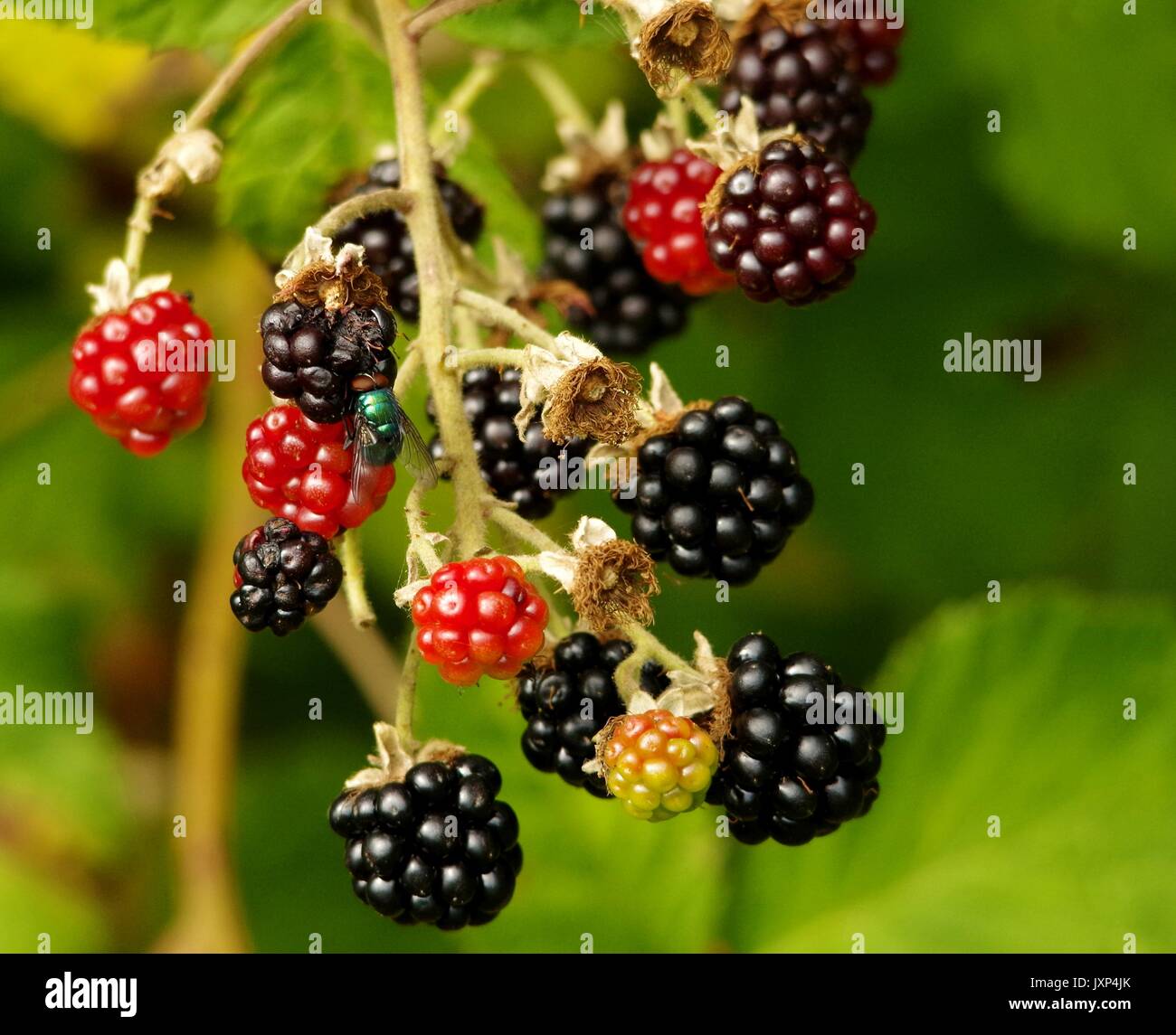 Black Berry. Banque D'Images