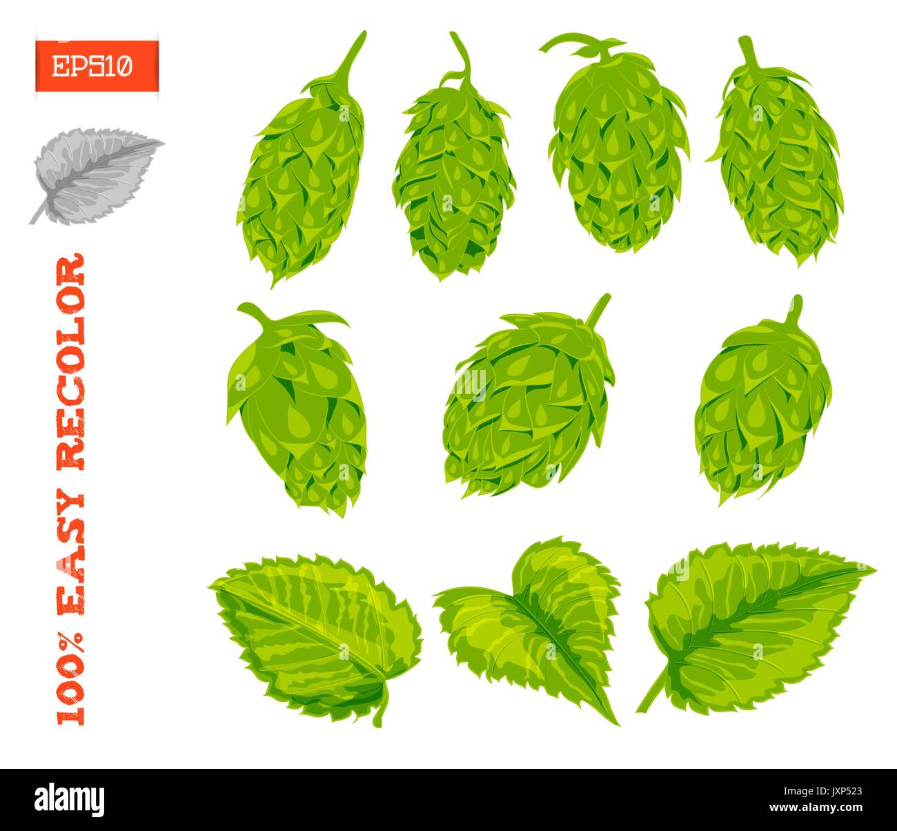 Set de cônes et les feuilles d'un houblon isolé sur blanc. Vector illustration. Dessin à la main Illustration de Vecteur
