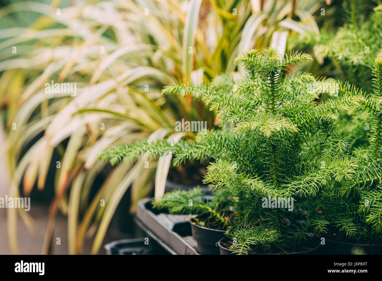 Bush d'Araucaria Plante en pot en magasin marché. Banque D'Images