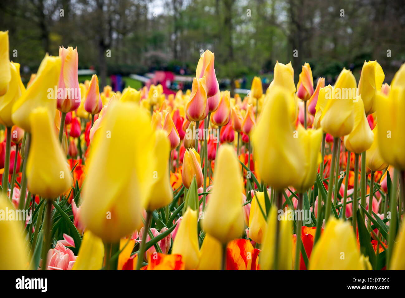 Tulipes rouges et jaunes dans le jardin. Banque D'Images