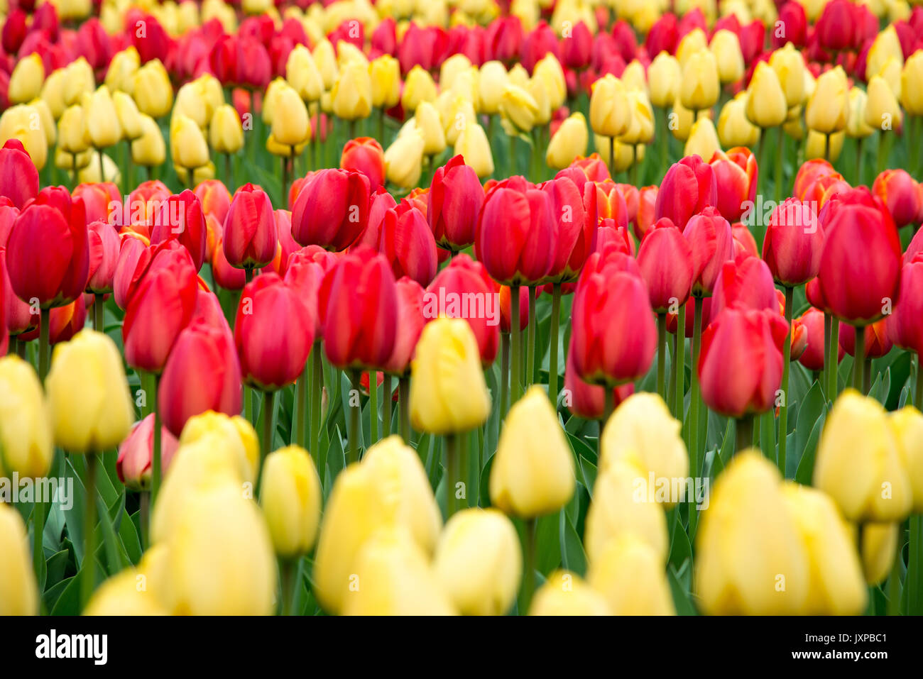 Tulipes colorées dans le parc. Paysage de printemps. Banque D'Images