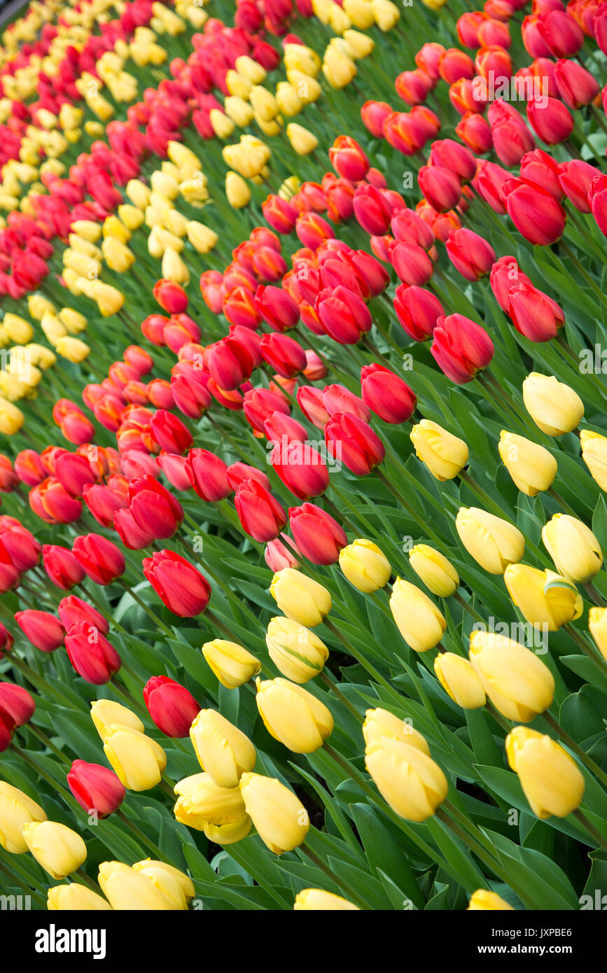 Tulipes rouges et jaunes dans le jardin. Banque D'Images