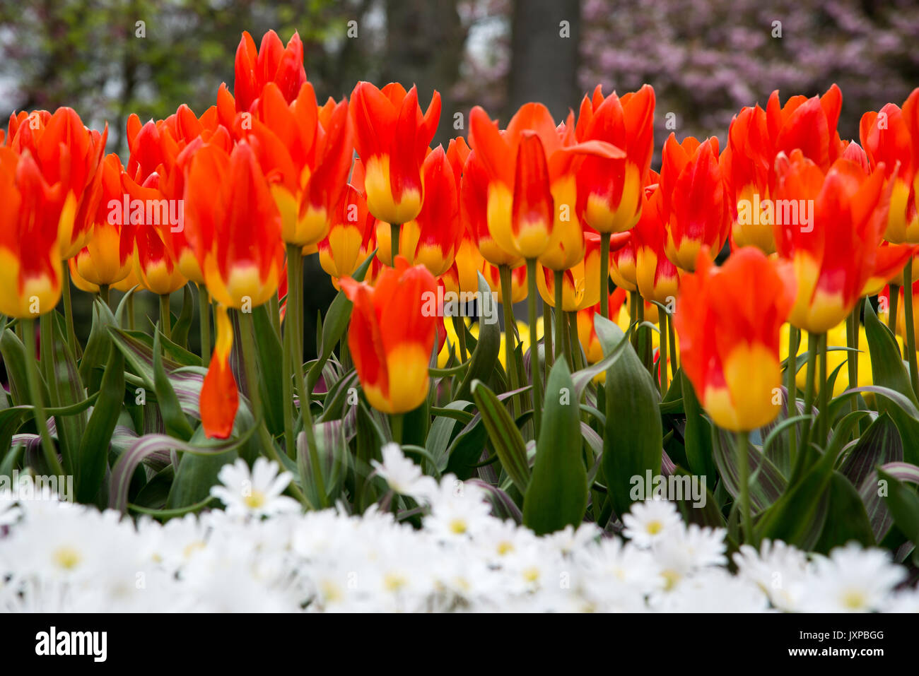 Tulipes colorées dans le parc. Paysage de printemps. Banque D'Images