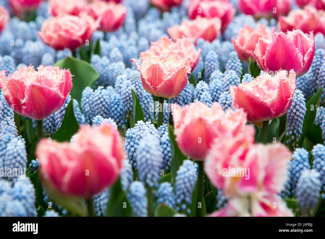 Tulipes colorées dans le parc. Paysage de printemps. Banque D'Images