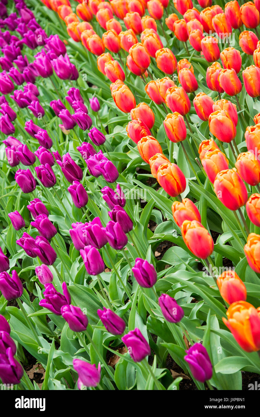 Fleurs à keukenhof park en Pays-Bas, europe. Banque D'Images