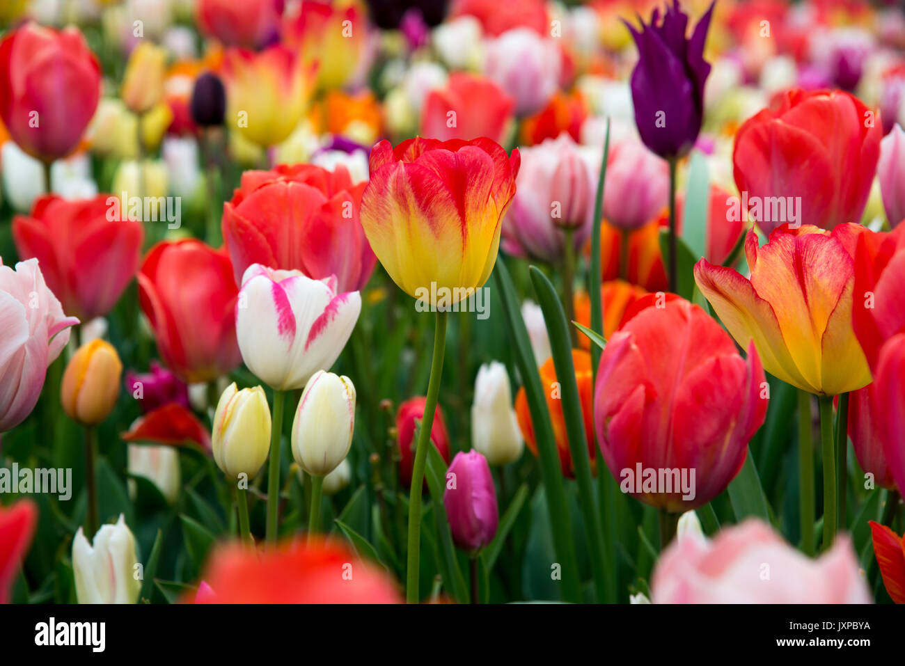 Tulipes colorées dans le parc. Paysage de printemps. Banque D'Images