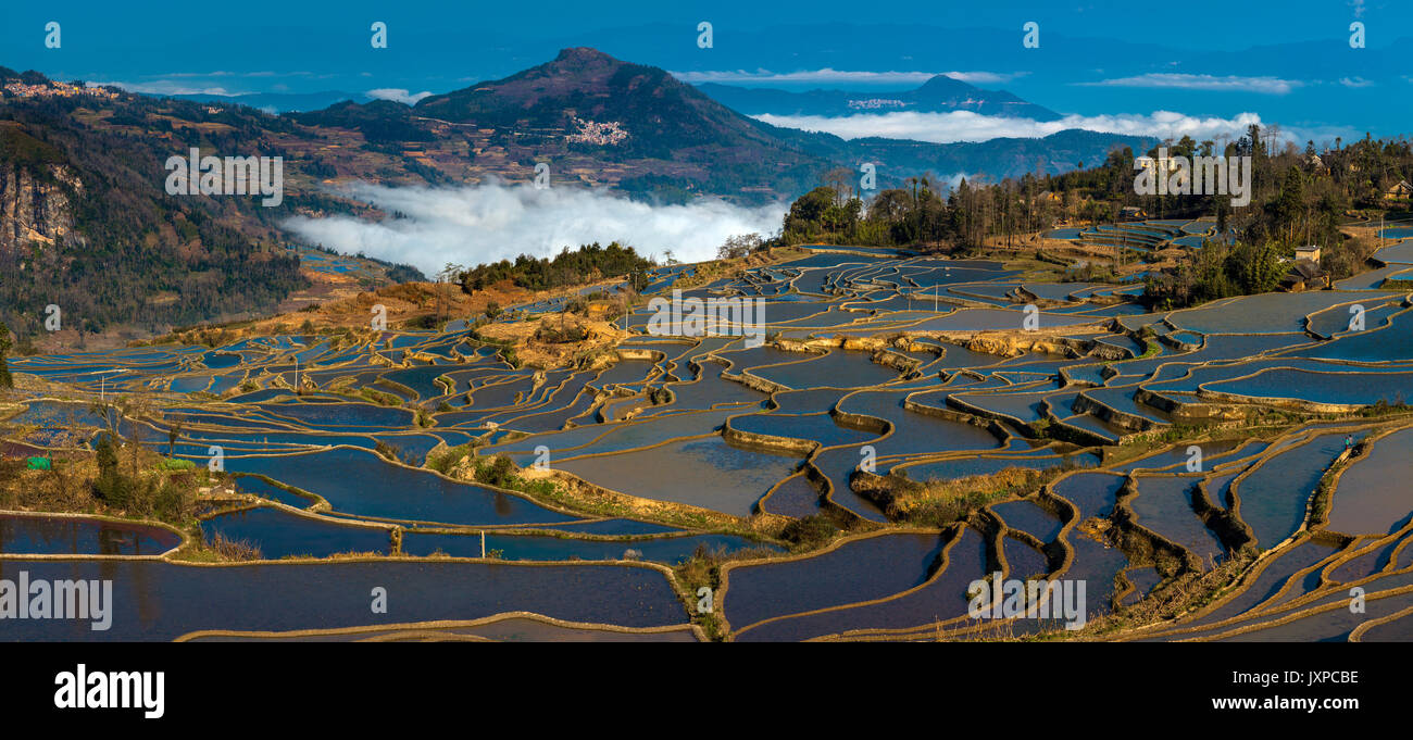 Yuanyang exposée dans la province du Yunnan, Chine Banque D'Images