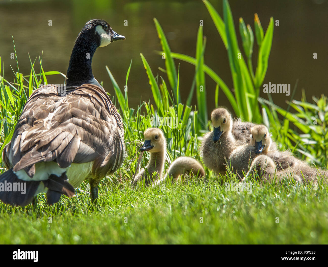 Famille d'oies dans l'herbe sur la rive avec l'étang Banque D'Images