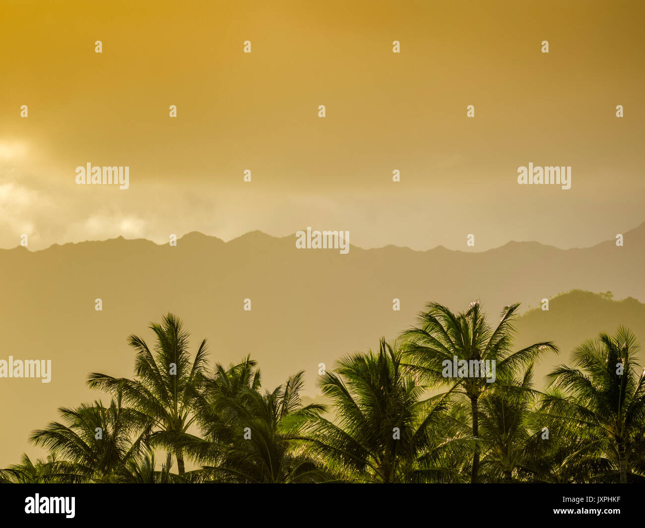 Palmiers sur la côte de coco sur Kauai Banque D'Images
