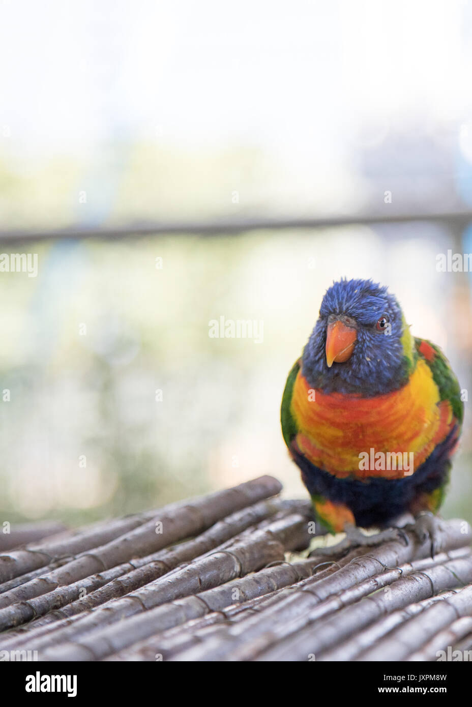 Le zoo de Twycross de Lorikeet australienne dans le Leicestershire. L'attraction à voir Banque D'Images