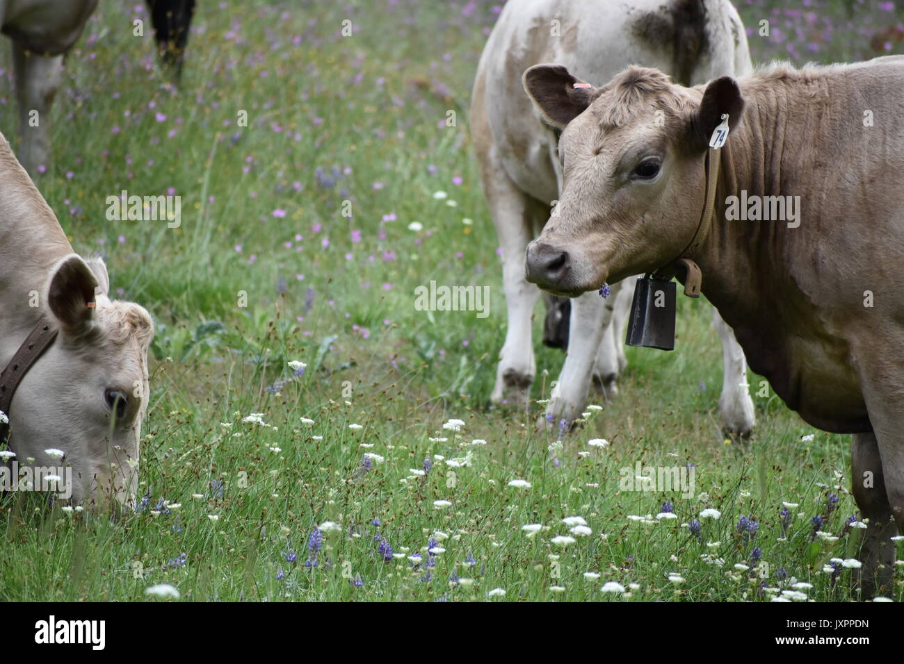 L'errance et les vaches qui paissent dans les montagnes de la Sierra Nevada Banque D'Images