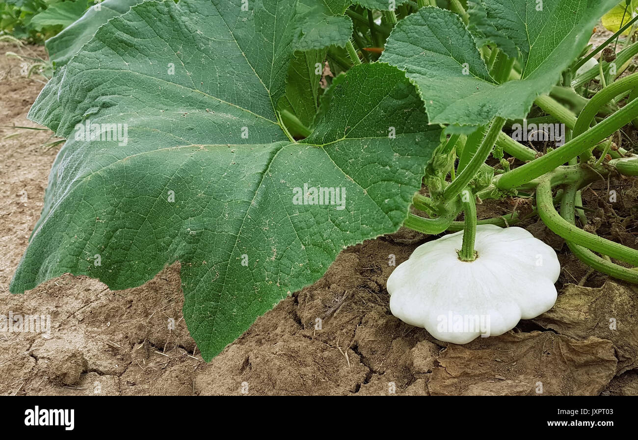 Pattypan mûrs courge blanche dans le jardin Banque D'Images