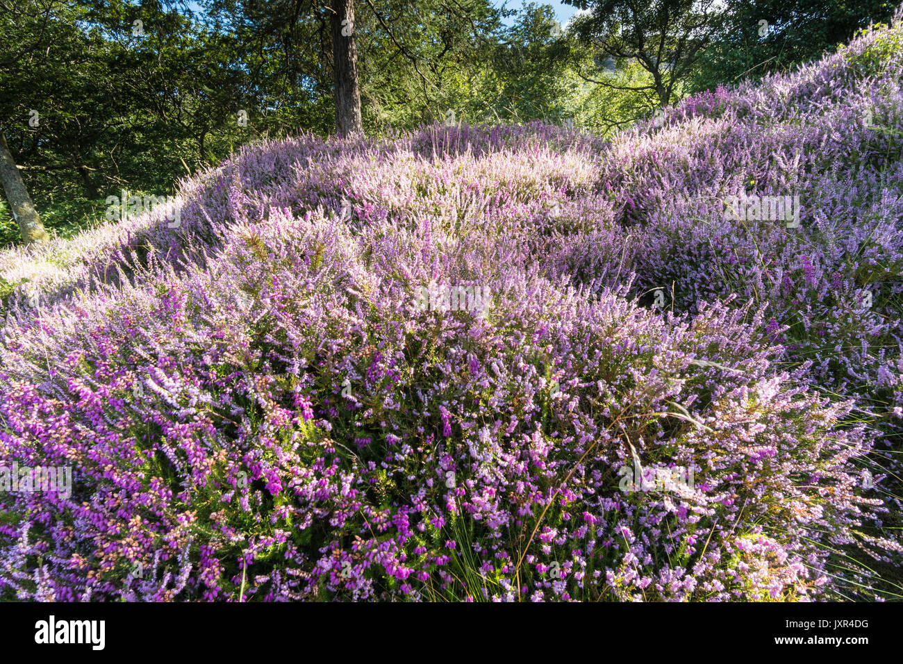 Heather blossom, Borrowdale Banque D'Images