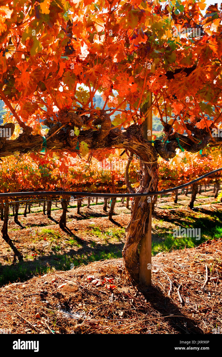 Vignoble Le paysage avec la couleur de l'automne. lieu : Californie wine country Banque D'Images