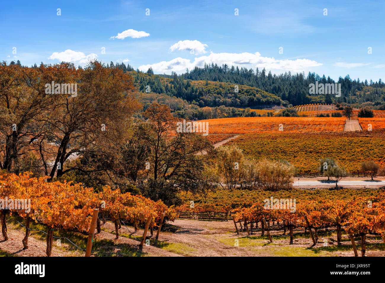 Vignoble Le paysage avec la couleur de l'automne. lieu : Californie wine country Banque D'Images