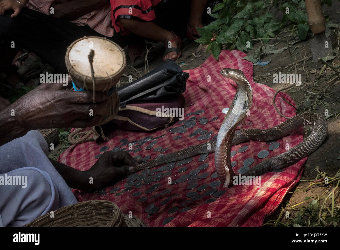 (170817) -- KHEDAITALA, Août 17, 2017 (Xinhua) -- Affaires indiennes charmeurs de serpent attirer pendant le festival de la déesse hindoue "serpent" Khedaitala anasha à quelque 75 km au nord, de Kolkata, capitale de l'Est de l'état indien du Bengale occidental, le 17 août, 2017. De nombreux les charmeurs de serpent et les villageois ont assisté à cette fête traditionnelle pour adorer la déesse jeudi. (Xinhua/Tumpa Mondal) (GL) Banque D'Images