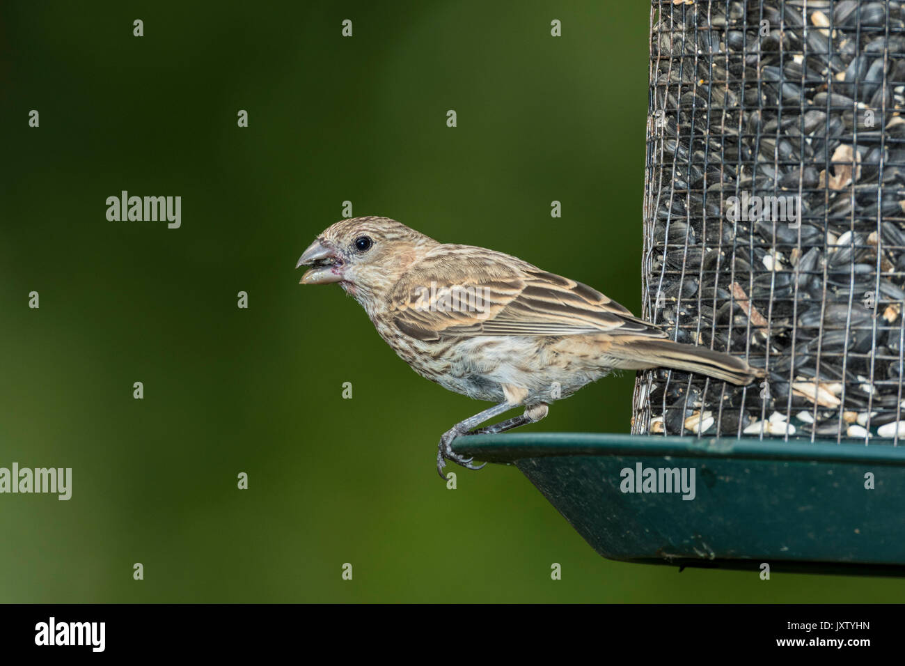 Roselins femelle graines perché sur le convoyeur. Banque D'Images