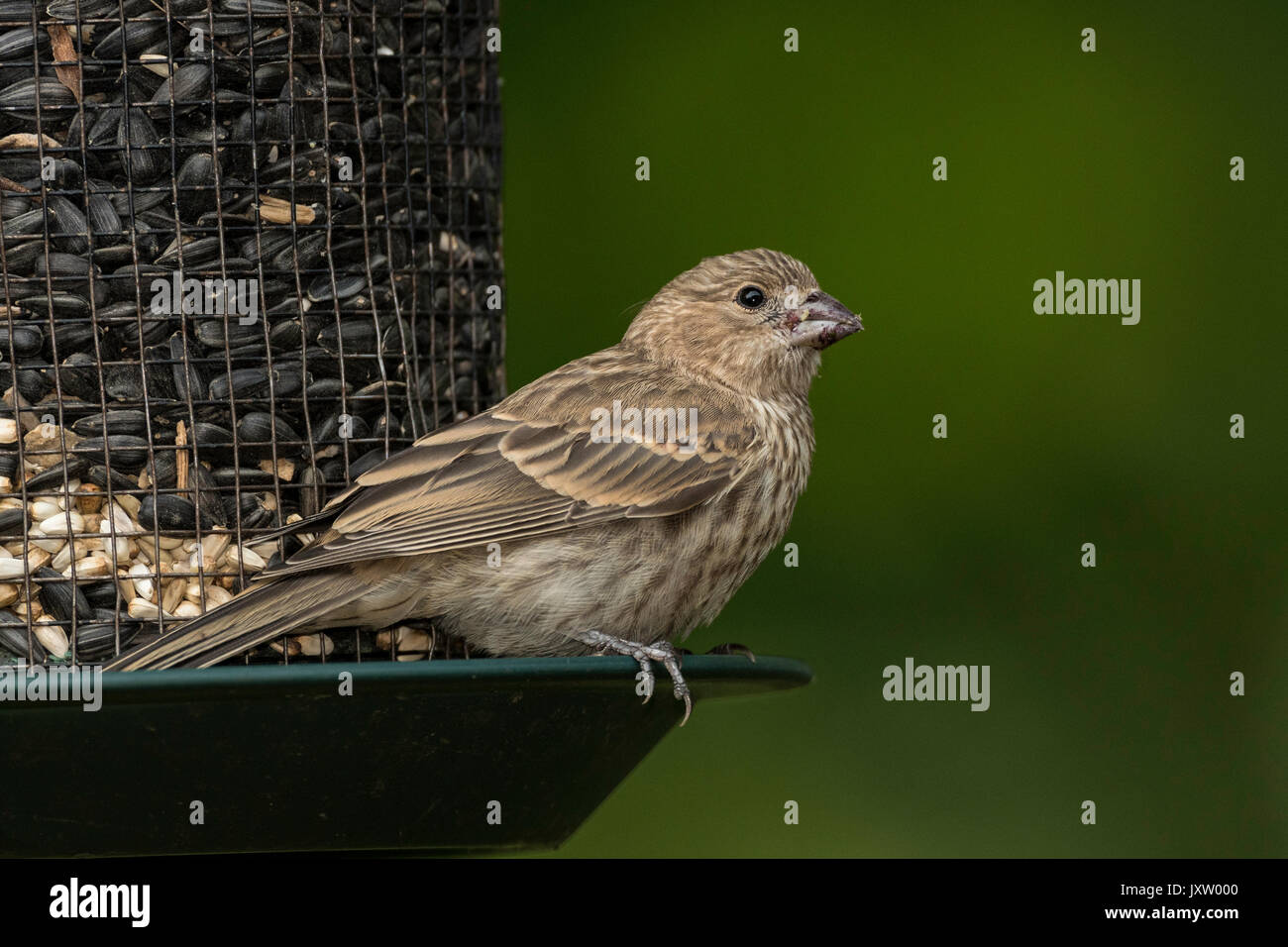 Roselins femelle graines perché sur le convoyeur. Banque D'Images