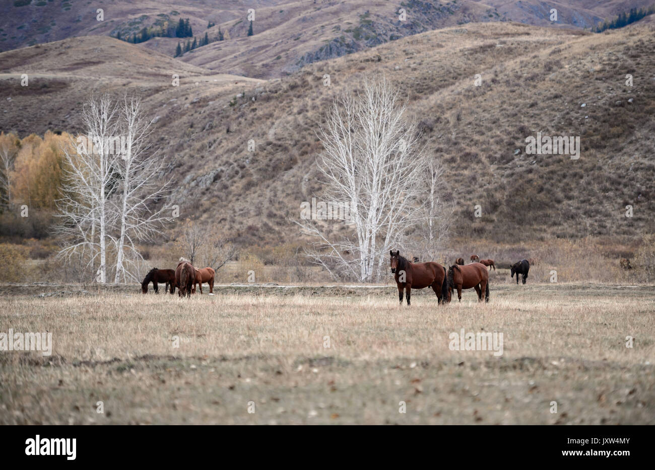 Chevaux dans une ferme à l'automne Banque D'Images