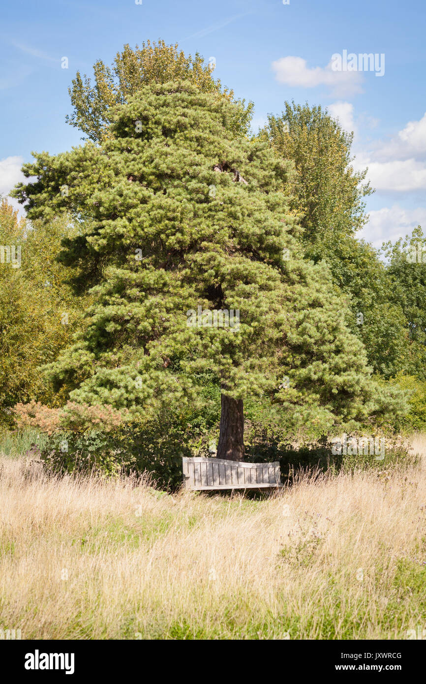 Clups Wittenham Banque D'Images