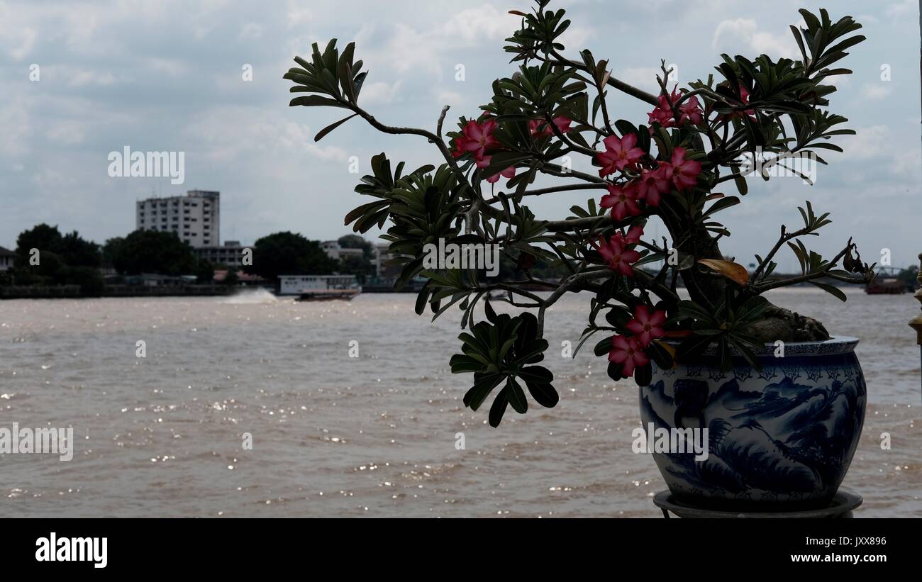 Vase de fleurs sur la voie navigable de la rivière Chao Phraya Bangkok Thaïlande Banque D'Images