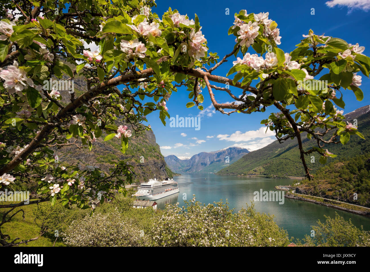 Bateau de croisière contre l'arbre en fleurs dans le port de Flam, Norvège Banque D'Images