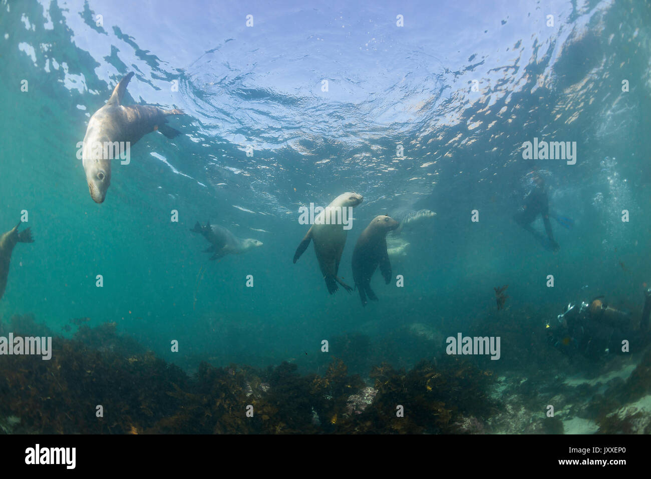 Les lions de mer australiens, sous-marine des îles Neptune, Australie du Sud. Banque D'Images