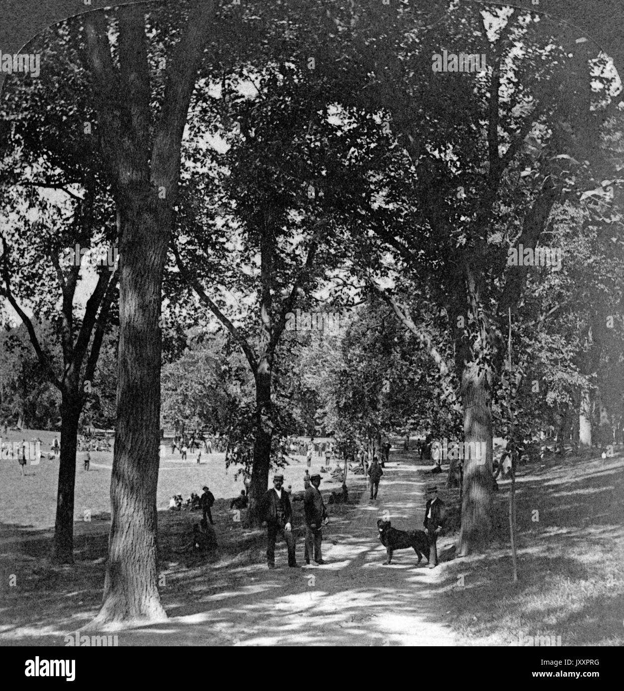 Unter den Sevenig im Boston Common Park, Massachusetts, USA 1889. En vertu de l'Elms au Boston Common, Mass., USA 1889. Banque D'Images