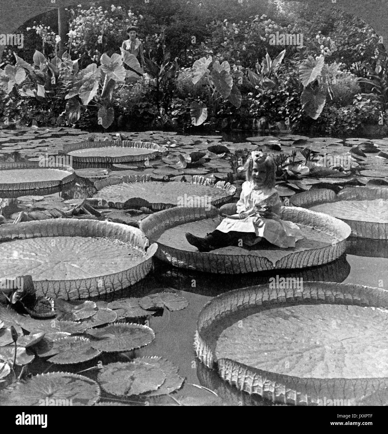 Riesenlilienblatt als ein Floß für ein kleines Mädchen im schönen Como Park à Saint Paul, Minnesota, USA 1903. Gigangic Lily leaf (Victoria Regia) utilisé comme un radeau dans la charmante ville de Côme, Parc Saint Paul, Minnesota, USA 1903. Banque D'Images