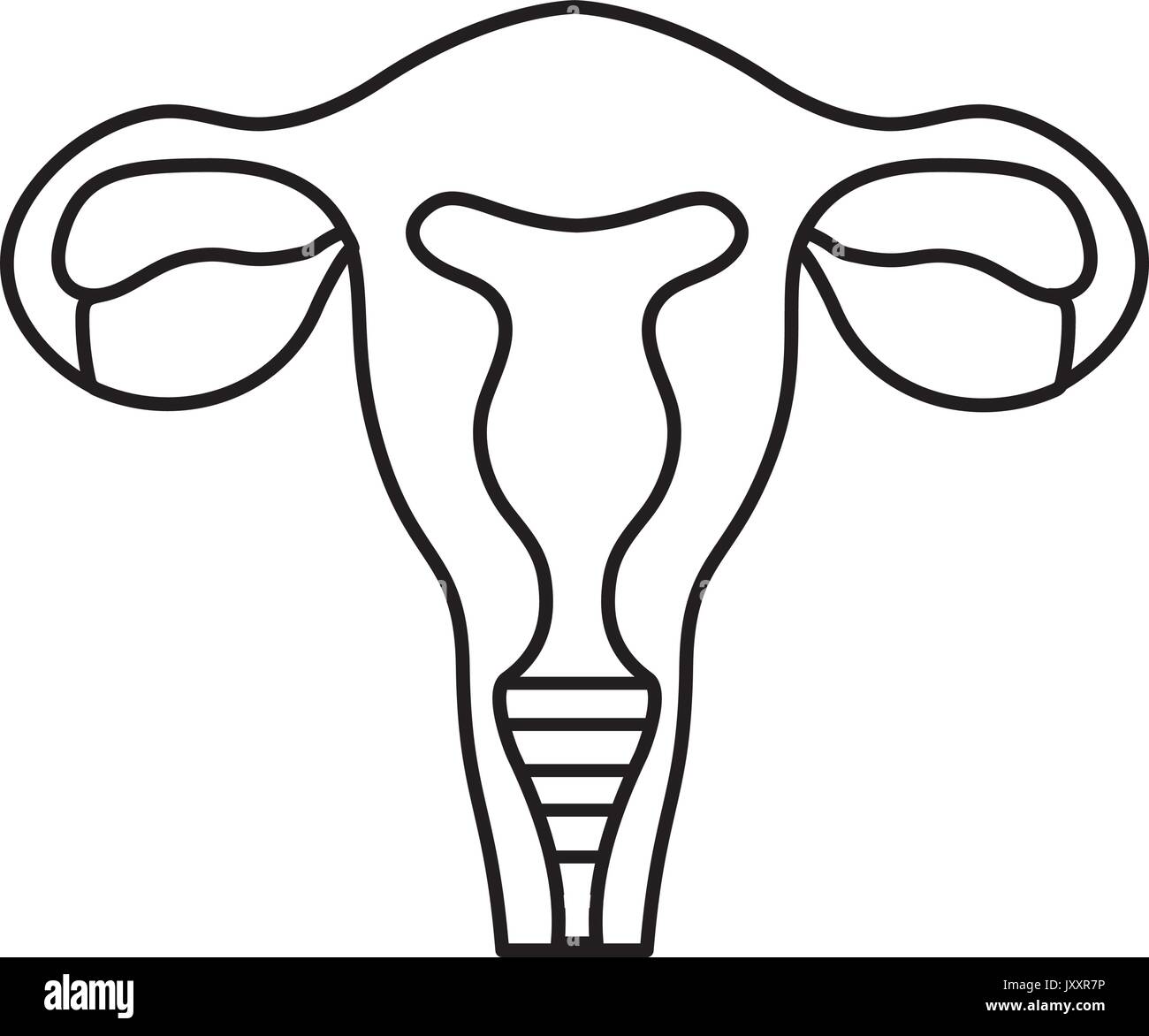 Line trompes avec l'utérus à l'anatomie humaine Illustration de Vecteur