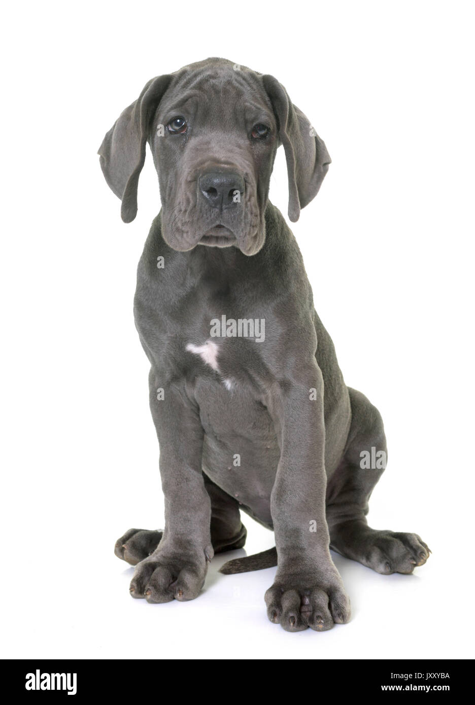 Chiot grand danois in front of white background Photo Stock - Alamy