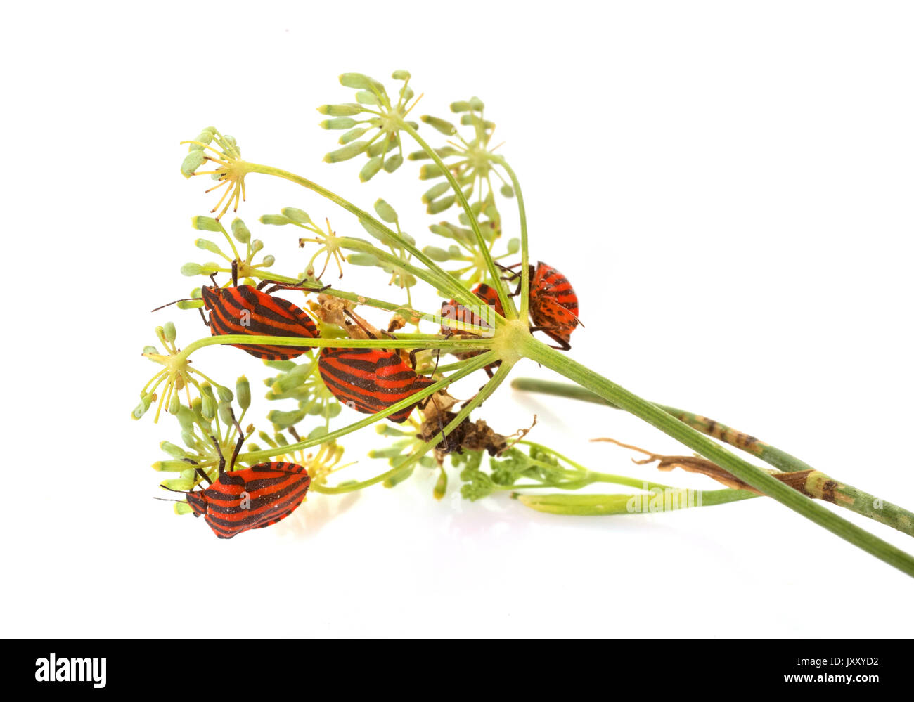 Graphosoma lineatum in front of white background Banque D'Images