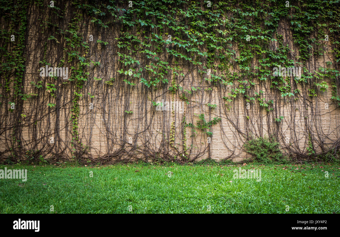 Plante grimpante mur Banque D'Images