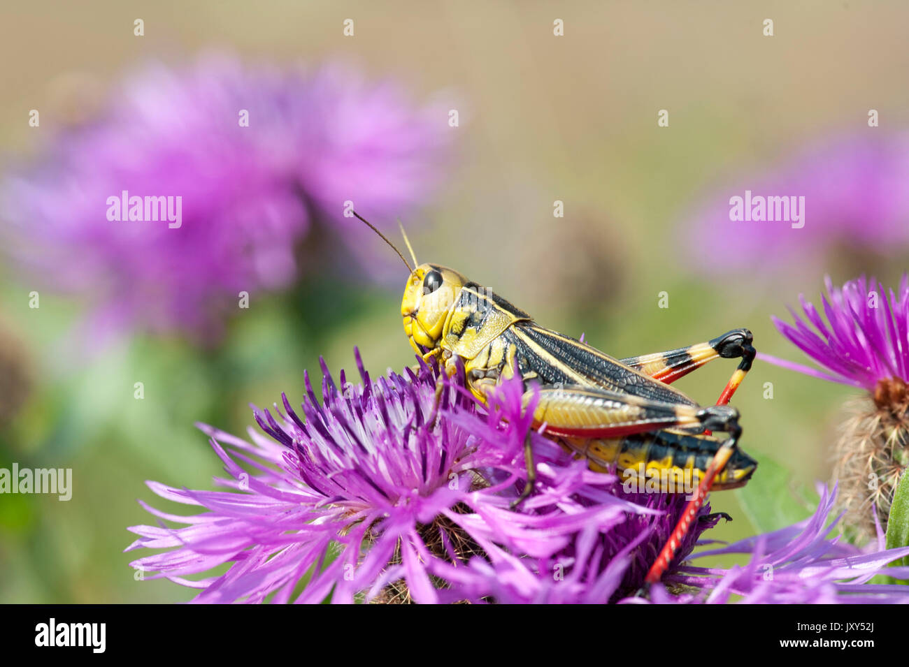 Grande sauterelle Arcyptera fusca, bagués, homme, Brasov-Buzau, Roumanie, les iguanes à grasshopper Banque D'Images