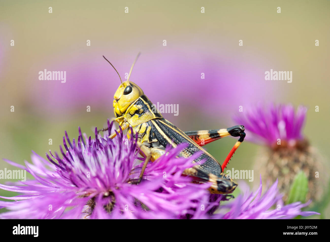 Grande sauterelle Arcyptera fusca, bagués, homme, Brasov-Buzau, Roumanie, les iguanes à grasshopper Banque D'Images
