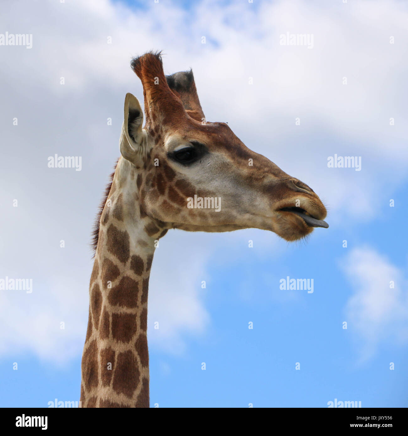 girafe Banque D'Images