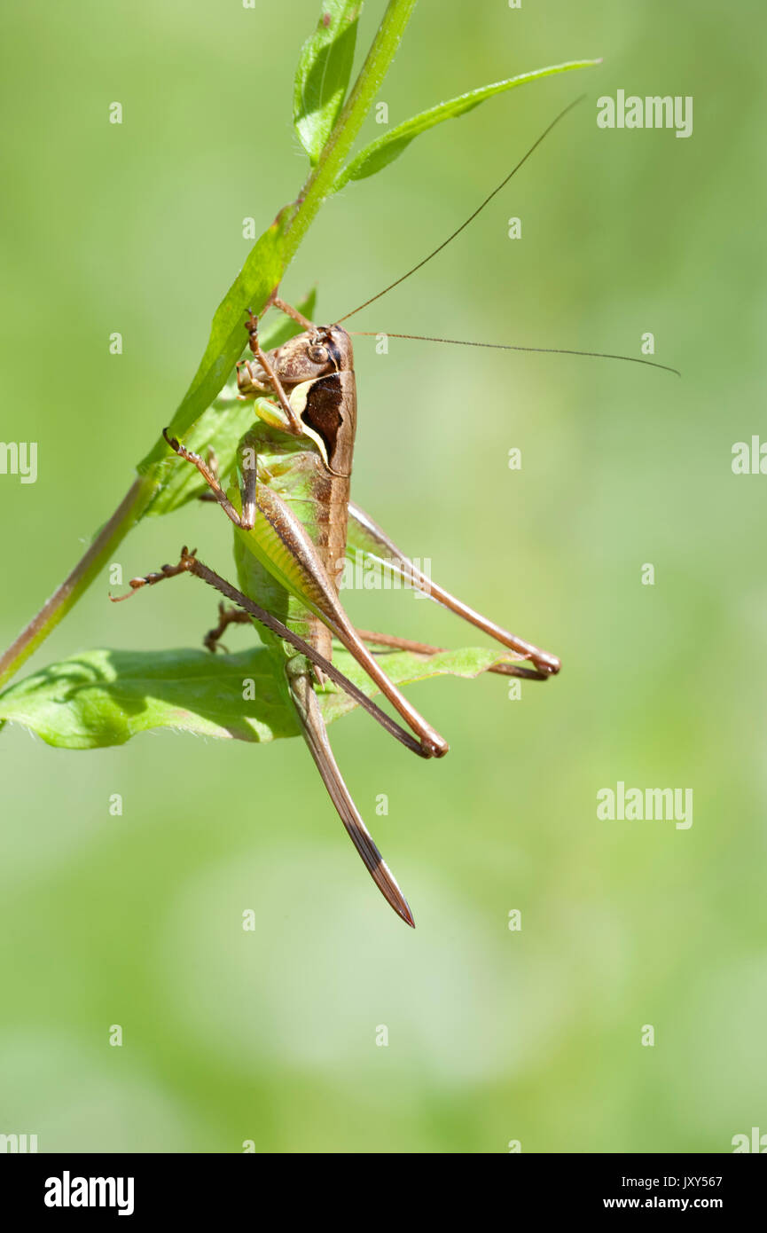 Roesel's Bush Metrioptera roeselii, Cricket, montagnes de Bucegi, Roumanie, femme, grand ovipositeur Banque D'Images